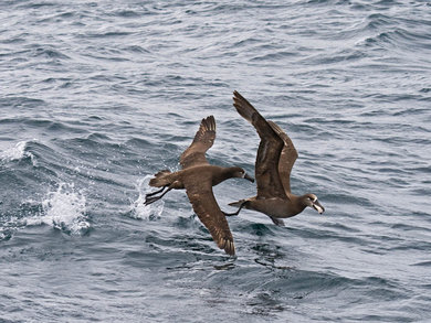 Pelagic birds: Black-footed Albatross